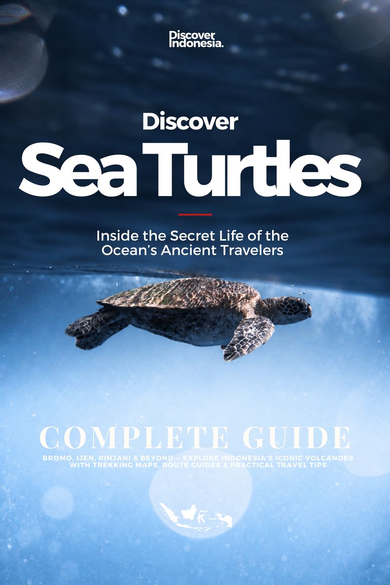 Discover Sea Turtles, Complete Guide, cover
