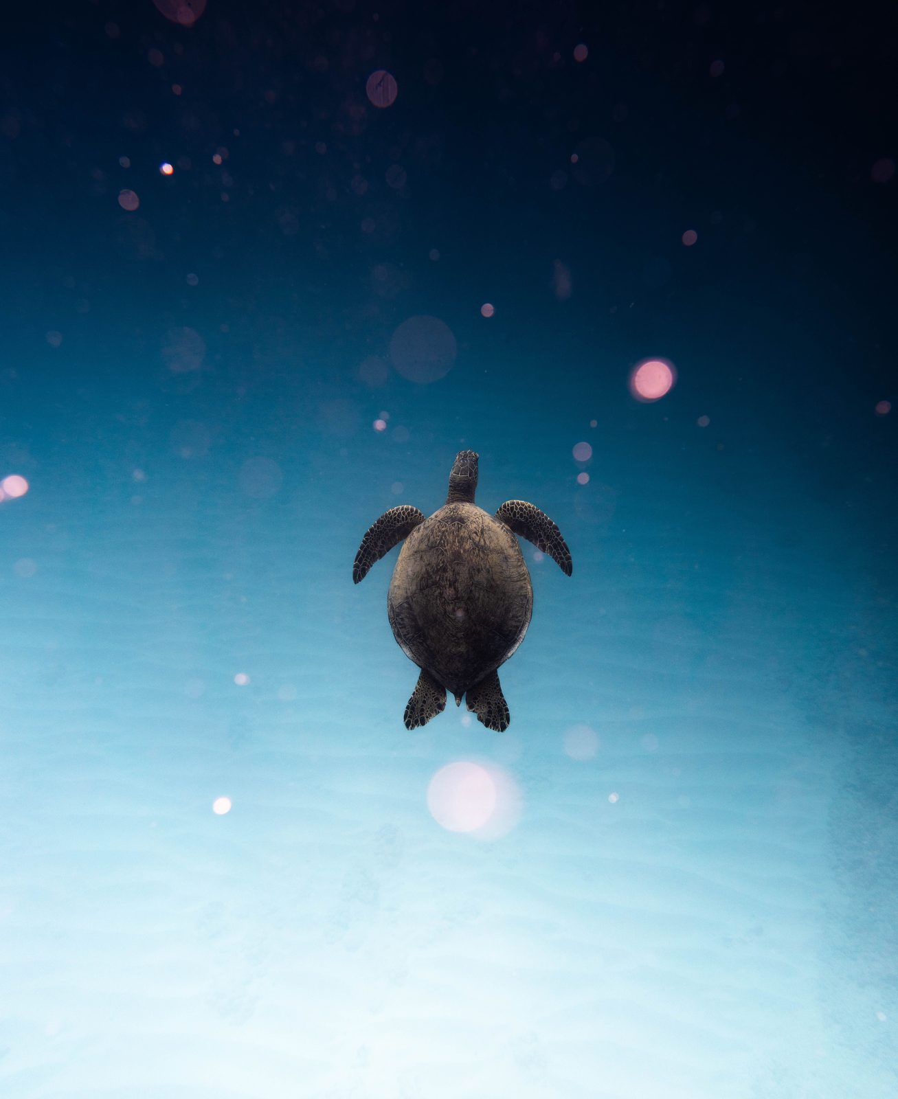 A green sea turtle swimming in clear blue water